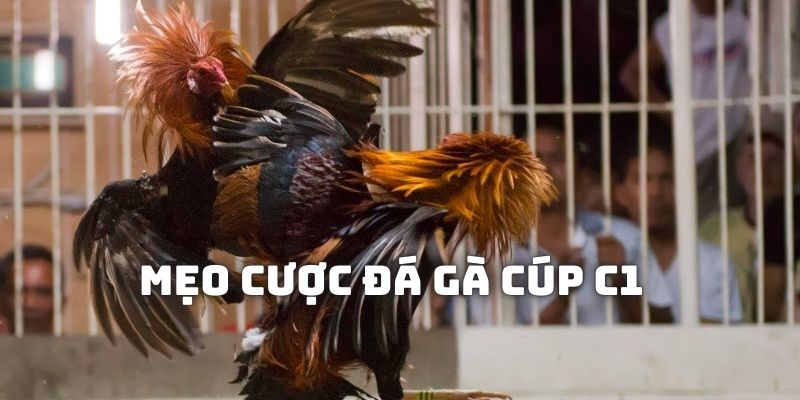 Một số mẹo giúp bạn cá cược đá gà cúp C1 hiệu quả